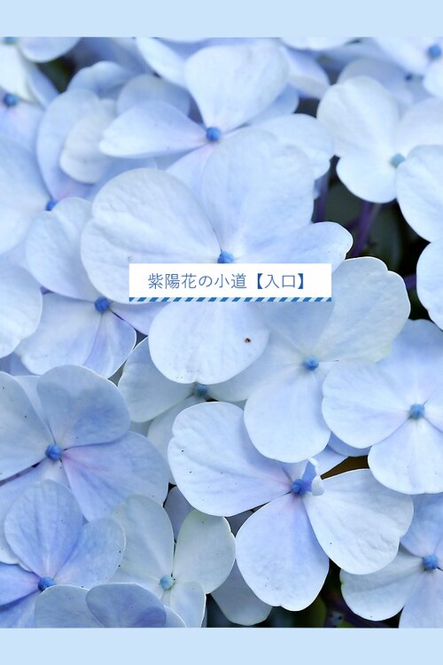 紫陽花の小道【入口】 ゲーム画面s